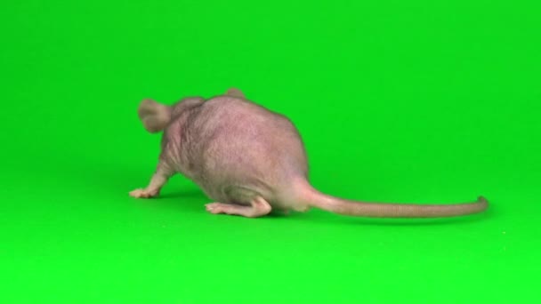 Ratte Dumbo Sphinx Auf Grünem Hintergrund — Stockvideo