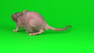 Yeşil ekranda Rat Dumbo Sphinx