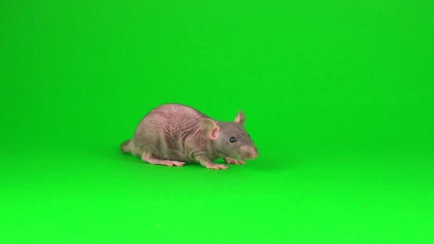 Ratto Dumbo Sfinge Sullo Sfondo Dello Schermo Verde — Video Stock