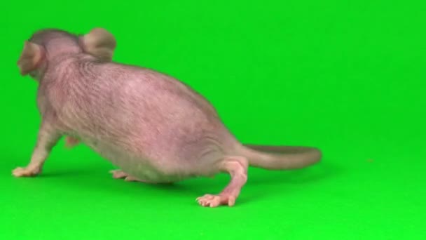 Ratte Dumbo Sphinx Auf Grünem Hintergrund — Stockvideo