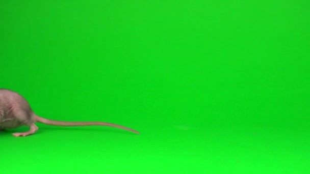 Ratte Dumbo Sphinx Auf Grünem Hintergrund — Stockvideo