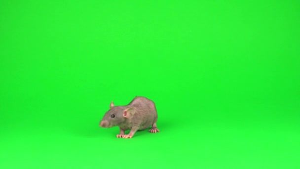 Ratte Dumbo Sphinx Auf Grünem Hintergrund — Stockvideo