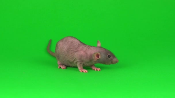 Rat Dumbo Sfinx Groen Scherm Achtergrond — Stockvideo