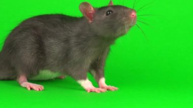 Yeşil ekran arka planda gri sıçan