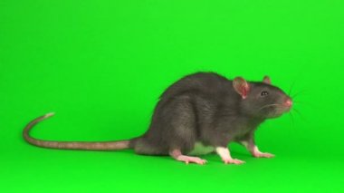 Yeşil ekran arka planda gri sıçan
