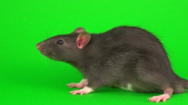 Yeşil ekran arka planda gri sıçan