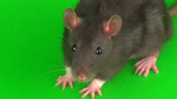 graue Ratte auf grünem Hintergrund