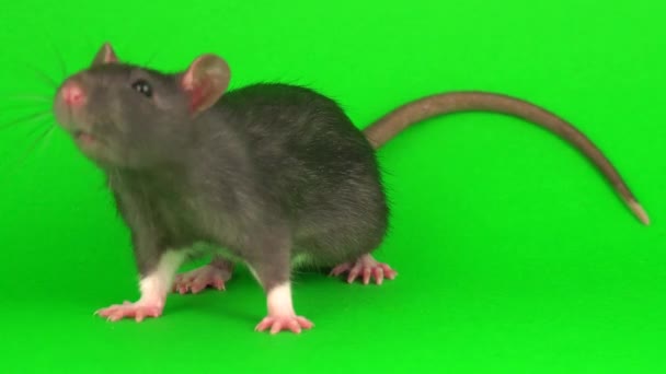 Gray Rat Green Screen Background — Stock Video