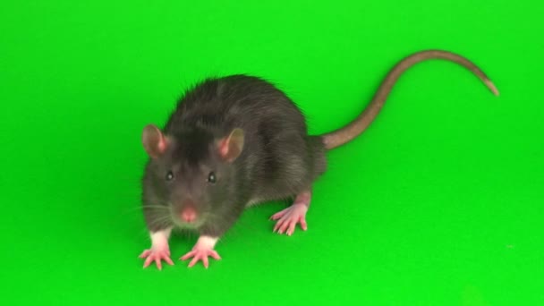 Rat Gris Sur Fond Écran Vert — Video