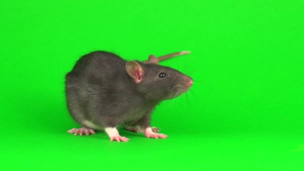 Graue Ratte Auf Grünem Hintergrund — Stockvideo