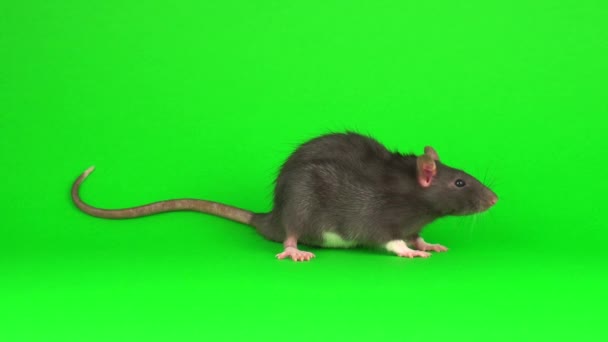 rat gris sur fond d'écran vert 