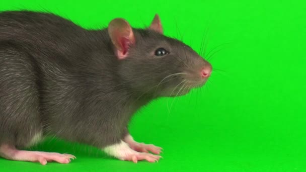 Gray Rat Green Screen Background — Stock Video