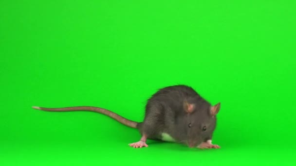 Szary Szczur Zielonym Tle Ekranu — Wideo stockowe