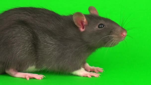 Rat Gris Sur Fond Écran Vert — Video