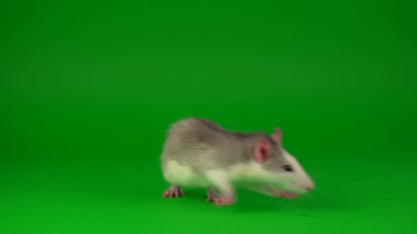 Szczur Gryzoni Zielonym Tle Ekranu — Wideo stockowe
