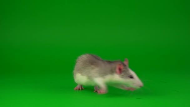 Ratte Nagetier Auf Grünem Hintergrund — Stockvideo