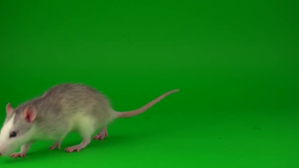 Крысиный Грызун Зеленом Фоне Экрана — стоковое видео