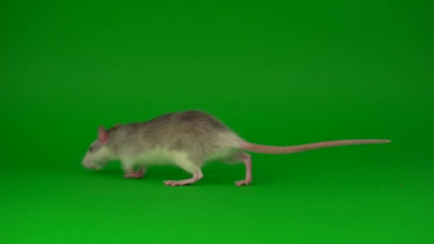 Rat Knaagdier Groen Schermachtergrond — Stockvideo