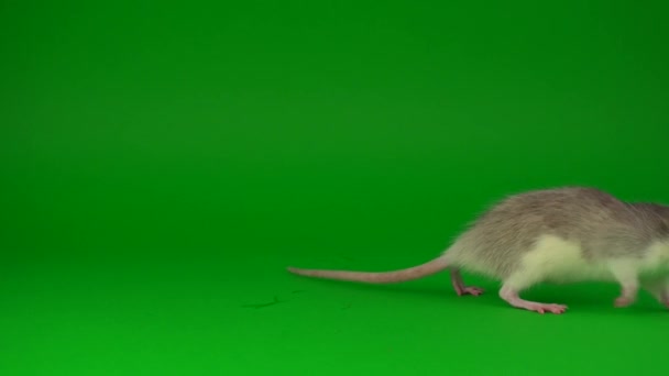 Ratto Roditore Sullo Sfondo Dello Schermo Verde — Video Stock