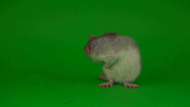Rat Rongeur Sur Fond Vert — Video
