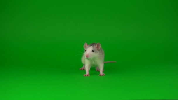 Rat Rongeur Sur Fond Vert — Video