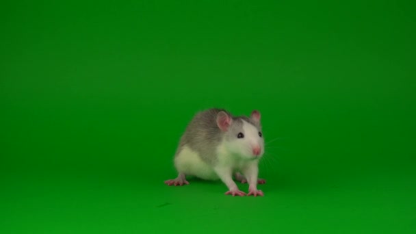 Ratto Roditore Sullo Sfondo Dello Schermo Verde — Video Stock
