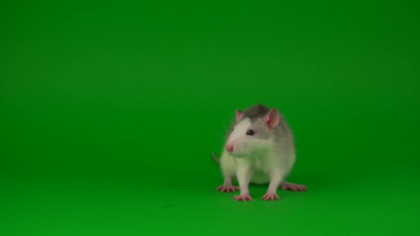 Rat Knaagdier Groen Schermachtergrond — Stockvideo