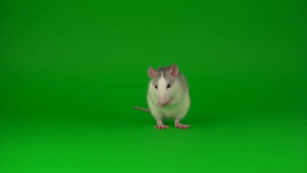 Yeşil Ekran Arka Planda Sıçan Kemirgen — Stok video