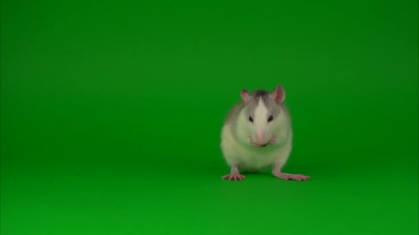 Szczur Gryzoni Zielonym Tle Ekranu — Wideo stockowe