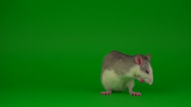 Крысиный Грызун Зеленом Фоне Экрана — стоковое видео