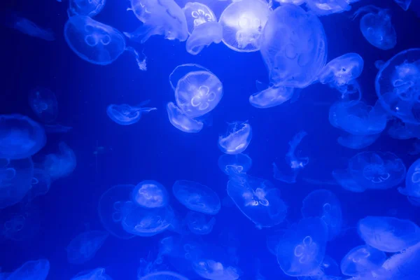 Acuario Medusas Peces Algas — Foto de Stock