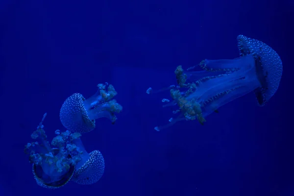 Akwarium Jellyfish Ryby Wodorostów — Zdjęcie stockowe