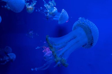 denizanası, balık, deniz yosunu Akvaryumu