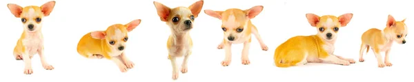 Chihuahua Cachorro Perro Pequeña Colección Conjunto Aislado Sobre Fondo Blanco —  Fotos de Stock