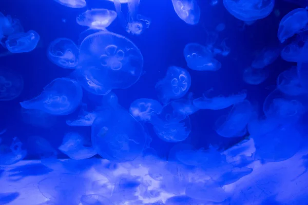 Acuario Medusas Peces Algas — Foto de Stock