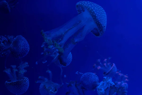 Acuario Medusas Peces Algas — Foto de Stock
