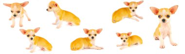 Chihuahua yavru köpek küçük koleksiyon beyaz arka planda izole seti