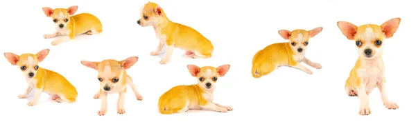 Chihuahua Yavru Köpek Küçük Koleksiyon Beyaz Arka Planda Izole Seti — Stok fotoğraf