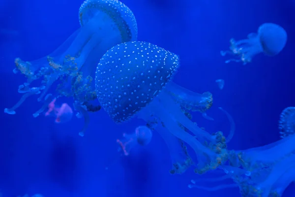 Acuario Medusas Peces Algas — Foto de Stock