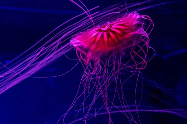 Acuario Medusas Peces Algas — Foto de Stock