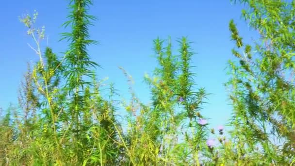 Arbustos Verdes Selvagens Maconha Jovem Cannabis Brotou Nos Cantos Selvagens — Vídeo de Stock