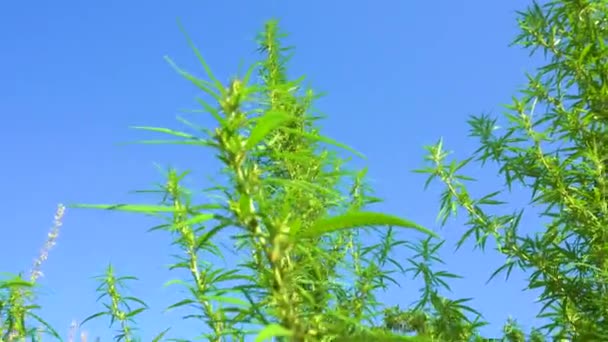 Arbustos Verdes Selvagens Maconha Jovem Cannabis Brotou Nos Cantos Selvagens — Vídeo de Stock