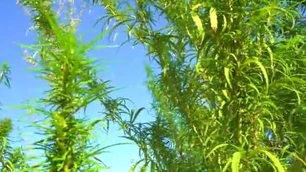 自然の野生の隅に発芽した若い大麻の野生の緑の茂み — ストック動画