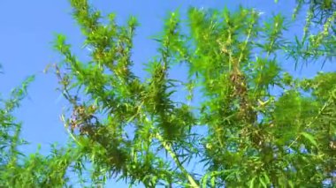 Doğanın vahşi köşelerinde filizlenen taze kenevir marihuanasının vahşi yeşil çalıları.