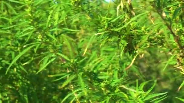 Arbustes Verts Sauvages Cannabis Jeune Marijuana Germé Dans Les Coins — Video