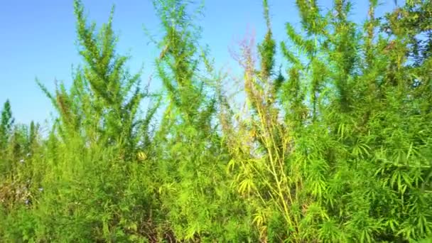 Dzikie Zielone Krzewy Młodej Marihuany Konopnej Kiełkowane Dzikich Zakątkach Przyrody — Wideo stockowe