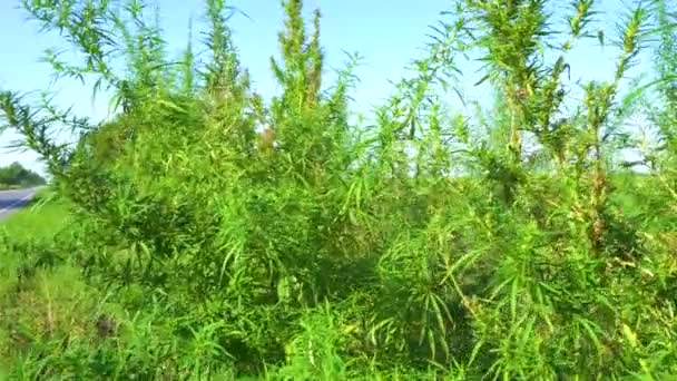 Arbustes Verts Sauvages Cannabis Jeune Marijuana Germé Dans Les Coins — Video