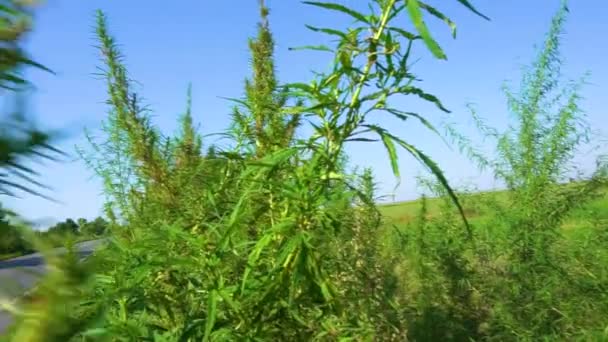 Vilda Gröna Buskar Ung Cannabis Marijuana Grodda Naturens Vilda Hörn — Stockvideo