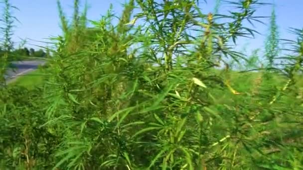 Doğanın Vahşi Köşelerinde Filizlenen Taze Kenevir Marihuanasının Vahşi Yeşil Çalıları — Stok video