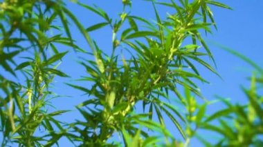 Doğanın vahşi köşelerinde filizlenen taze kenevir marihuanasının vahşi yeşil çalıları.